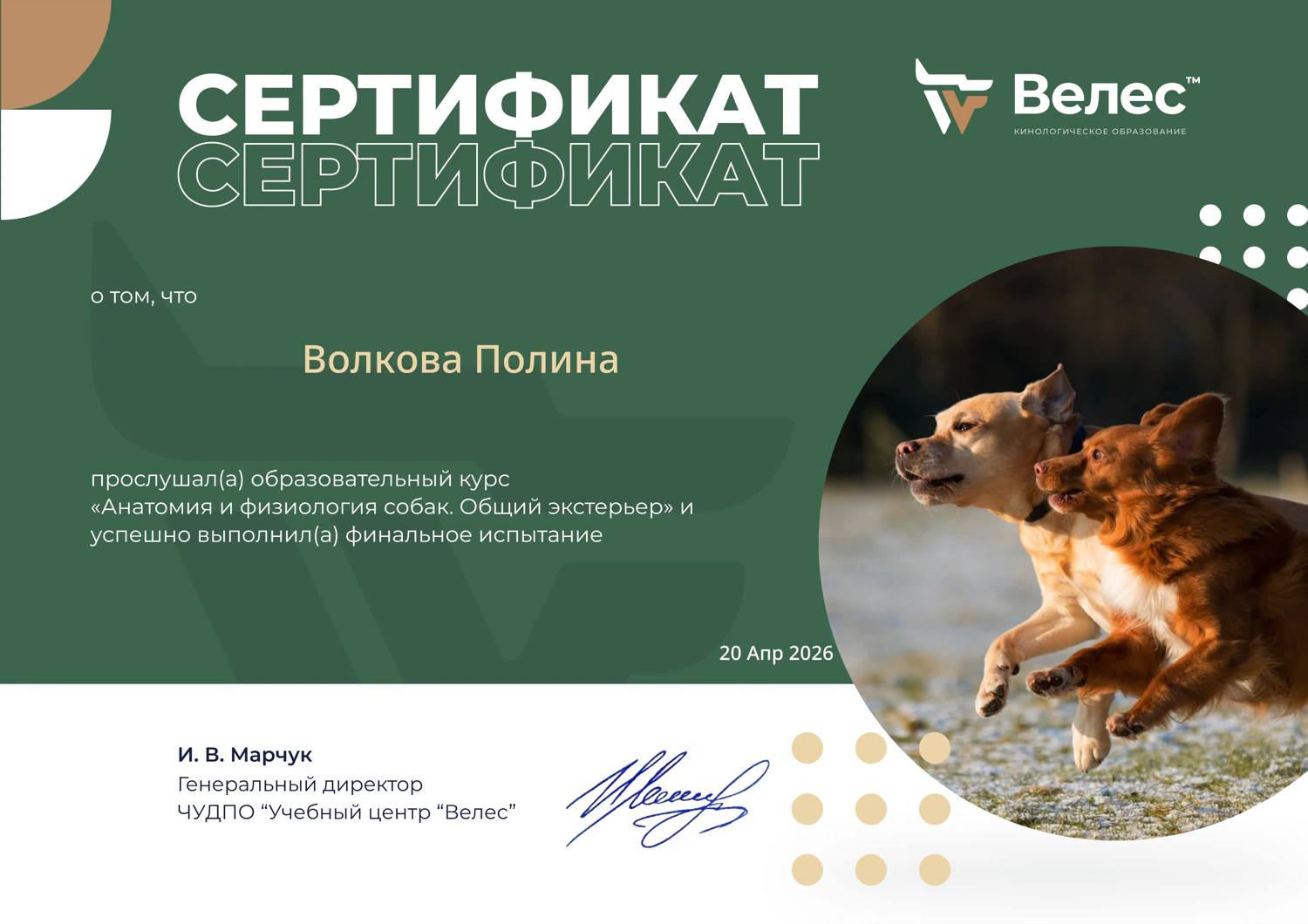 Сертификат — кинологическое образование «Велес»